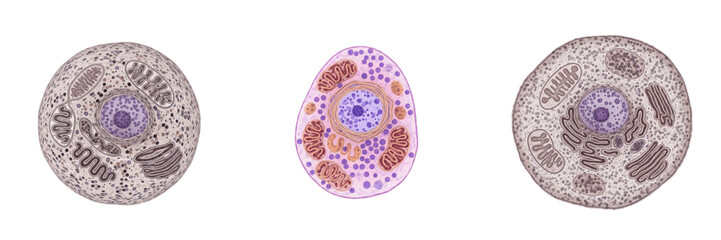 Endocrine gland cell isolated on white background, hormone-secreting cell, 内分泌腺細胞 (Naibunpitsu Sen Saibō), Endokrine Drüsenzelle, human hormone-producing cell, endocrine tissue cell, microscopic gland © PhotoIsland