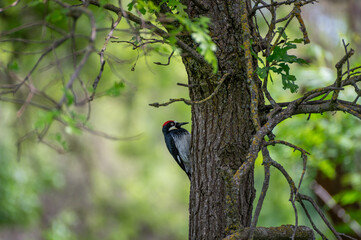 Obraz premium woodpecker on a tree