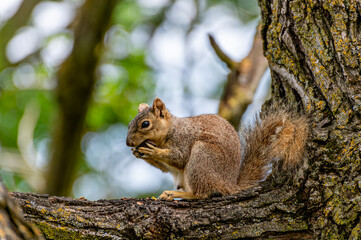 Obraz premium squirrel on a tree