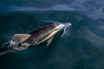 Fototapeta premium Pod of common dolphins swimming just below the calm glassy ocean surface off the east coast of Australia, their shapes visible through the clear water.