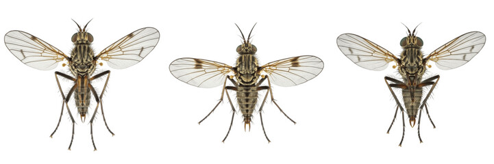 Sand fly Phlebotominae isolated on white background, human parasite, blood-sucking insect, leishmaniasis vector, fly macro photography, insect close-up, dipteran species, sand fly extreme detail © PindiBoys