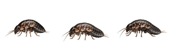 Obraz premium Silverfish Lepisma saccharina isolated on white background, human-associated insect, household pest, insect macro photography, silverfish close-up, detailed macro, side profile, insect extreme detail