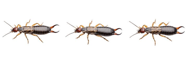 Earwig Forficula auricularia isolated on white background, pincers visible, human-associated insect, household pest, insect macro photography, close-up, earwig extreme macro, Formicidae-related insect © PindiBoys