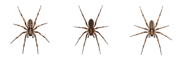 Obraz premium House spider Tegenaria isolated on white background, human-associated arachnid, domestic spider, macro photography, spider top view, arachnid close-up, spider extreme detail, macro shot, house spider 
