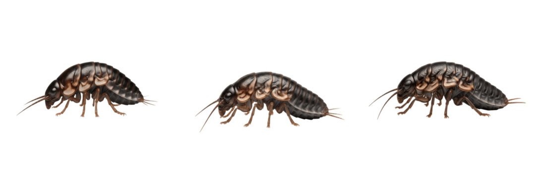 Silverfish Lepisma saccharina isolated on white background, human-associated insect, household pest, insect macro photography, silverfish close-up, detailed macro, side profile, insect extreme detail