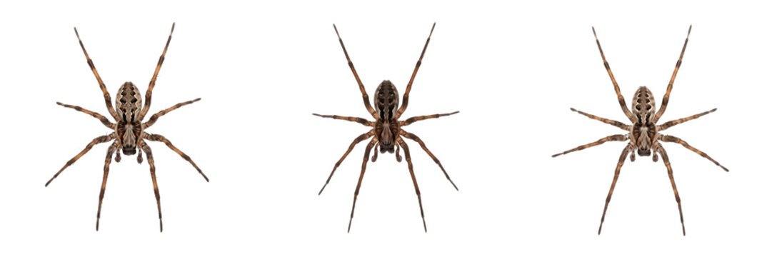 House spider Tegenaria isolated on white background, human-associated arachnid, domestic spider, macro photography, spider top view, arachnid close-up, spider extreme detail, macro shot, house spider 