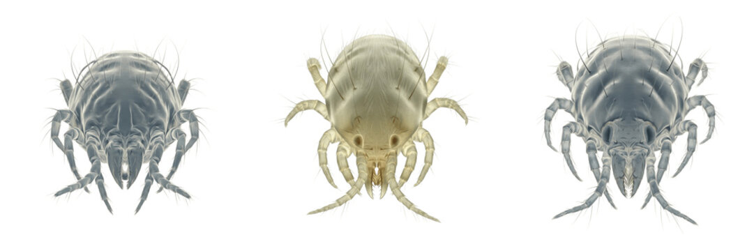 House dust mite Dermatophagoides isolated on white background, extreme magnification, human-associated parasite, microscopic arachnid, allergen source, macro photography, mite extreme detail, Dermatop