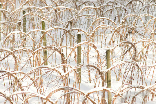 Canada, BC, Abbotsford.  Raspberry canes tied up in winter.