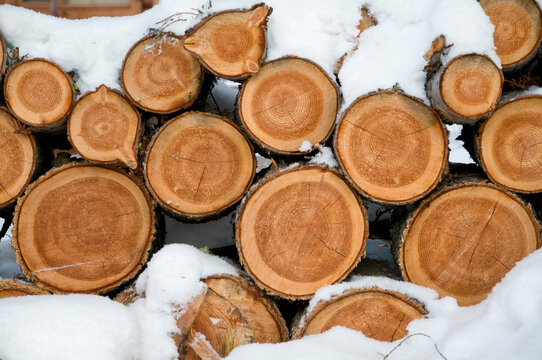 Canada, BC, Loon Lake.  End view of snow covered firewood pile in front of cabin in the woods.