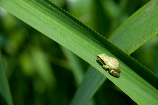 Canada, BC, Saltspring Island.  West coast tree frog on leaf at Weston Lake.  Pseudacris regilla