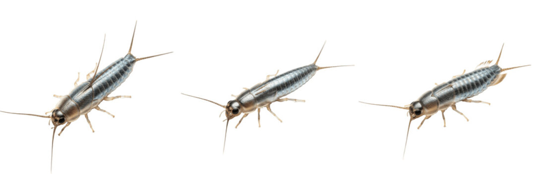 Silverfish Lepisma saccharina isolated on white background, crawling pose, human-associated pest, close-up macro photography, insect extreme detail, household insect, Lepisma species, realistic macro