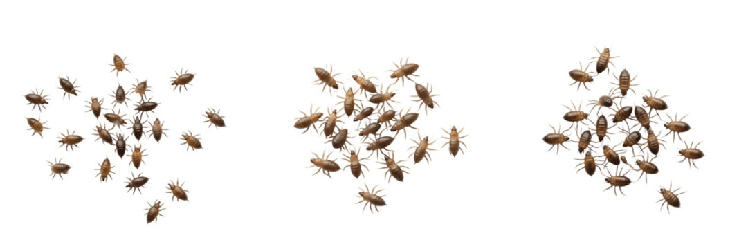 Head lice Pediculus humanus capitis infestation cluster isolated on white background, macro style, human parasite, extreme detail, lice close-up, scalp lice group, Pediculus species, lice macro photog