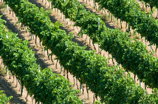 Canada, BC, Oliver.  Vinyards in the Southern Okanagan area known as the Golden Mile.  Finest wine growing area in Canada.