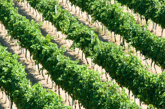 Canada, BC, Oliver.  Vinyards in the Southern Okanagan area known as the Golden Mile.  Finest wine growing area in Canada.