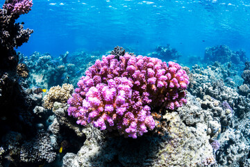 Vibrant coral reef in the crystal clear tropical water of the Red Sea, Egypt, with colorful reef fish and rich marine life.