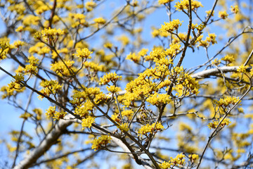 サンシュユ　Cornus officinalis