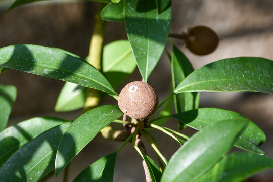 サポジラ　Sapodilla / Chewing gum tree