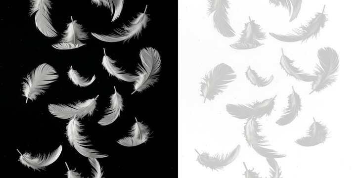 Floating feathers isolated on black background, soft bird feathers drifting in air, lightweight plume particles, avian feather fall effect for nature, wildlife and decorative design elements
