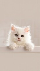 Fototapeta premium Adorable Persian Kitten Peering Over Surface With Wide Eyes And Fluffy Fur