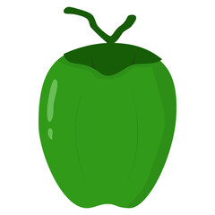 vector illustration of green coconut