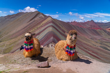Rainbow Mountain llamas with sunglasses Vinicunca Montaña de Siete Colores Peru Perú  Peruvian Andes seven colored mountains melted glacier Winikunka Vilcanota Cusco Region morning blue sky clouds © Taylor