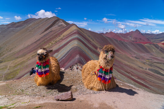Rainbow Mountain llamas with sunglasses Vinicunca Monta&ntilde;a de Siete Colores Peru Per&uacute;  Peruvian Andes seven colored mountains melted glacier Winikunka Vilcanota Cusco Region morning blue sky clouds