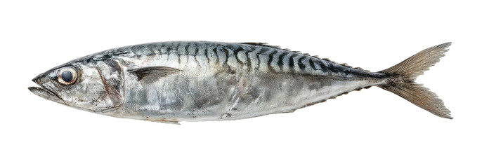 Naklejka premium A whole, silver fish with horizontal stripes along the back, set against a black background