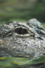 Fototapeta premium Crocodile swimming in water close to the surface