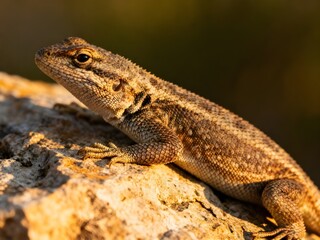 Obraz premium Reptile resting on a natural rock while sunning, showcasing realistic skin texture, fine scale detail, and calm wilderness atmosphere in warm natural light
