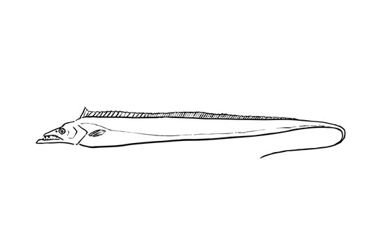 Cutlassfish line drawing vector illustration
