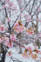 日本の風景｜雪の積もる桜の花