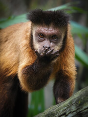A Tufted Capuchin monkey with a distinctive dark "crest" perches on a branch, looking curious while holding its hand to its mouth in a forest, 06 march 2026 Indonesia