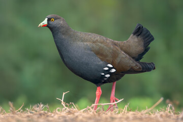 Obraz premium Side-profile portrait of a wild black-tailed nativehen (Tribonyx ventralis) walking with a clean background, Australia