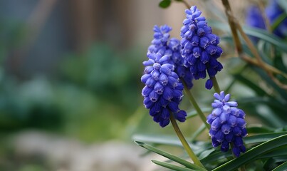 muscari