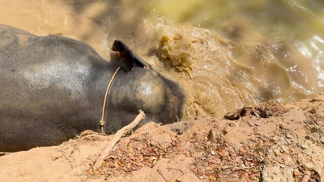 Asian Elephant Taking a Mud Bath in a Phuket Nature Sanctuary