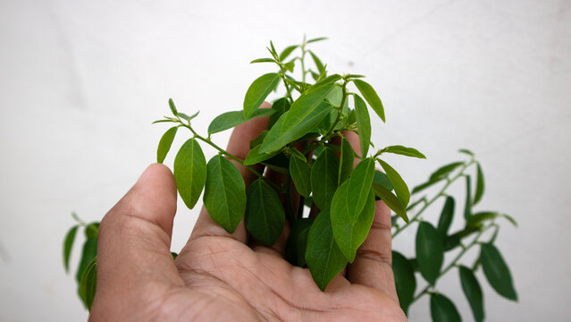Hand holding fresh sweet leafy branch or katuk plant against light background, close up with soft natural light, minimal composition, indoor plant care concept.