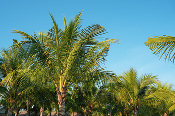 tropical garden with palm trees and house © Suphattra