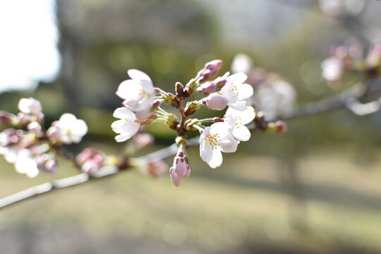 桜のつぼみ