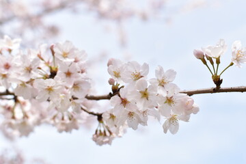 桜の花の写真