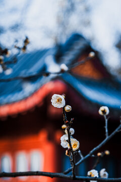 Plum Blossom Flowers Blooming with Chinese Architecture Background