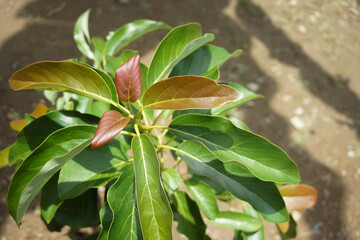 Obraz premium Close Up of Fresh Young Leaves Growing on a Tree Sapling