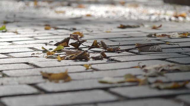 Fallen leaves on cobblestone path in autumn light