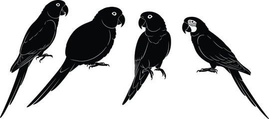 Black parrot silhouettes set, macaw bird icons, tropical exotic animal outlines, isolated vector illustrations, wildlife nature design elements for graphic projects. © Mdjoshel 