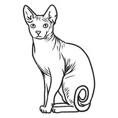 Obraz premium Sphynx Cat Breed Sitting Charcoal Line Art Illustration