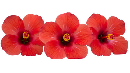 Fototapeta premium Three vibrant red hibiscus flowers in full bloom on a transparent background