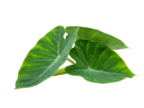 Large Green Elephant Ear Plant Leaves Isolated on a White Background