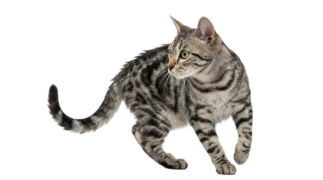 a dynamic studio photograph of a grey tabby cat with piercing green eyes, isolated on a transparent background, highlighting its agile form and intricate fur markings.