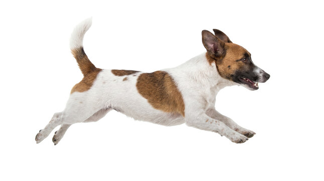 energetic jack russell terrier dog running and jumping mid-air with joyful expression, captured in a dynamic action shot on a transparent background.
