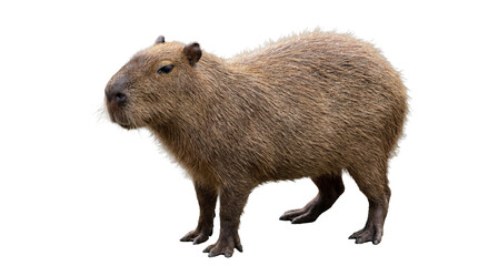 a capybara, identified as the world's largest rodent, stands imposingly on a transparent png background, showcasing its robust build and textured brown coat. © Emma