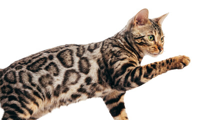 Studio shot of a Bengal cat with rosetted markings and green eyes, posed mid-step with one paw raised, isolated on a transparent background. © Irene